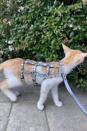 Silver Studded Faux Leather Cat Harness with Matching Leash Worn by Orange and White Cat