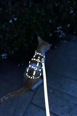 Silver Studded Faux Leather Cat Harness with Matching Leash Worn by Orange and White Cat
