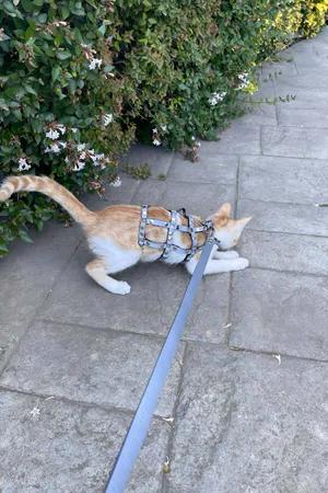 Silver Studded Faux Leather Cat Harness with Matching Leash Worn by Orange and White Cat