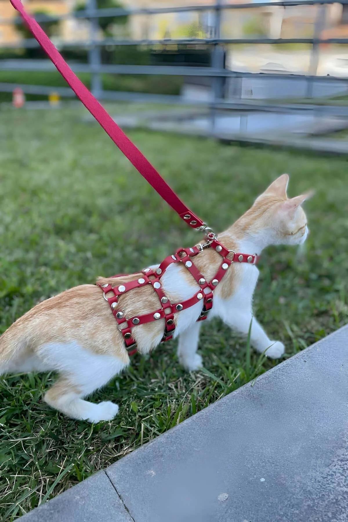 Altın metal perçinli kırmızı kedi harness H-şekilli kayış detayı