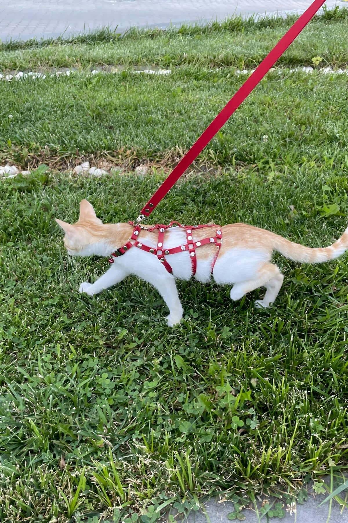 Kırmızı kedi gezdirme tasması L/XL beden turuncu kedi sırt görünümü