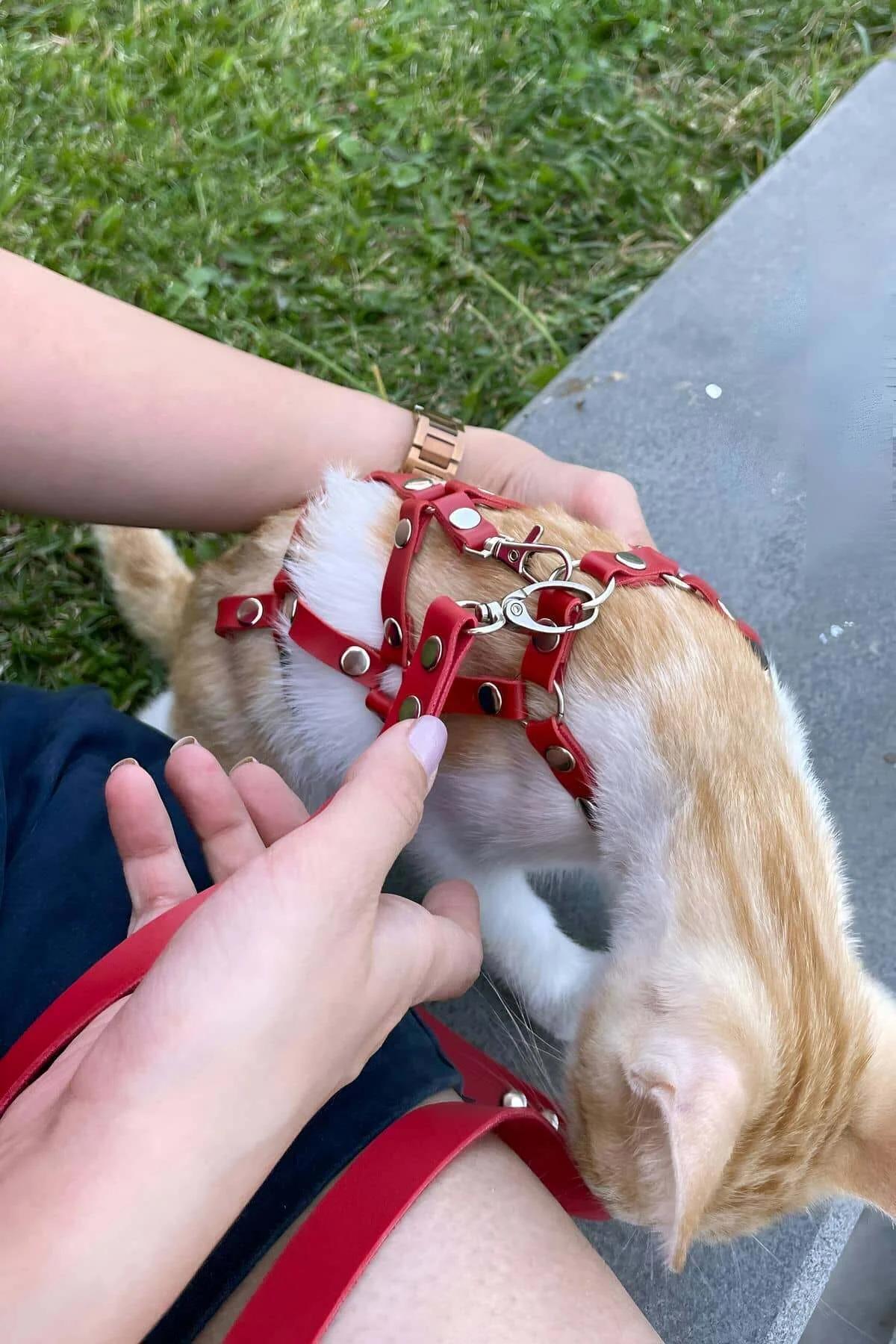 Full body kedi harness kırmızı renk S/M beden ön göğüs kayış detayı