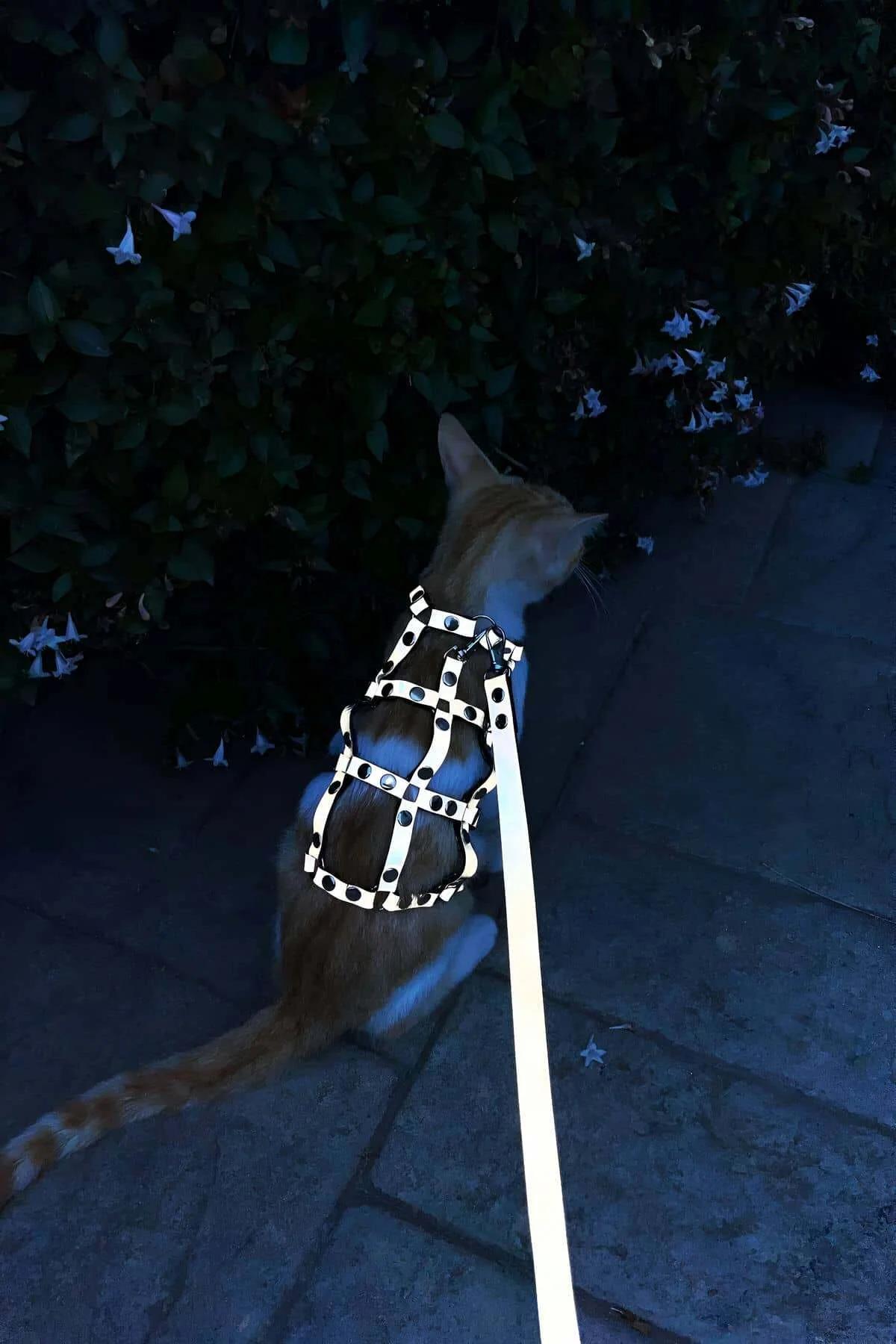 Karanlıkta Parlayan Reflektörlü Şık Kedi Harness, Kedi Yürüme Tasması, Kedi Güvenlik Tasması - NPC011