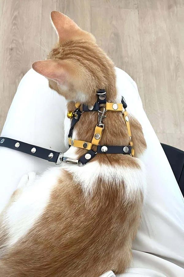 Sarı lacivert suni deri kedi göğüs tasması gezdirme ipi seti turuncu-beyaz kedide