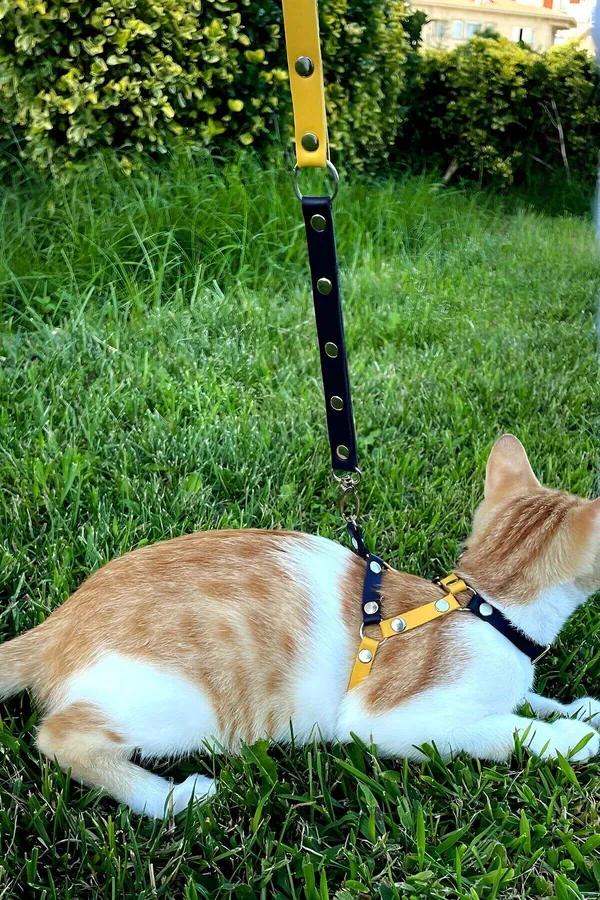 Sarı lacivert suni deri kedi göğüs tasması gezdirme ipi seti turuncu-beyaz kedide