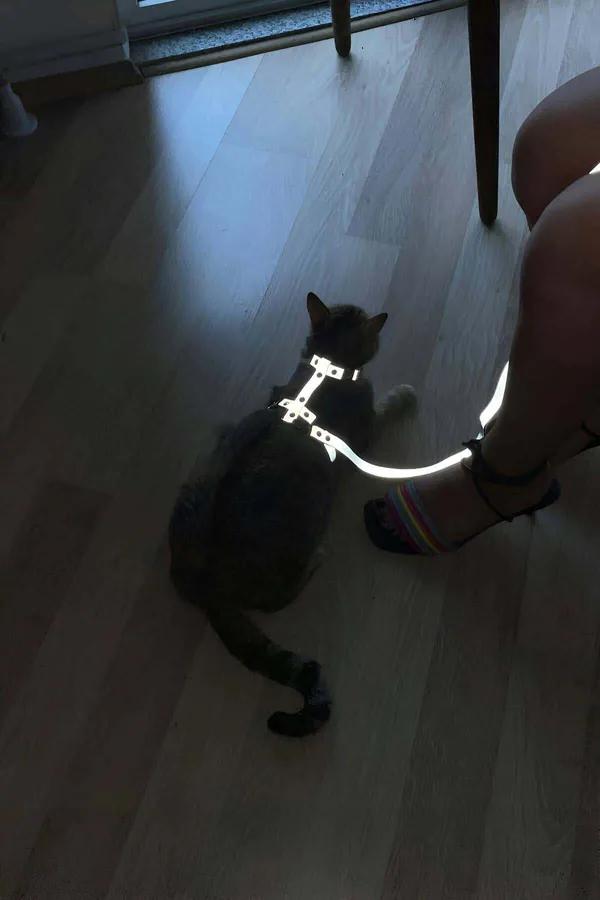 Beyaz reflektörlü kedi harness seti karanlık ortamda gri kediye takılı, tasma ile birlikte parlıyor