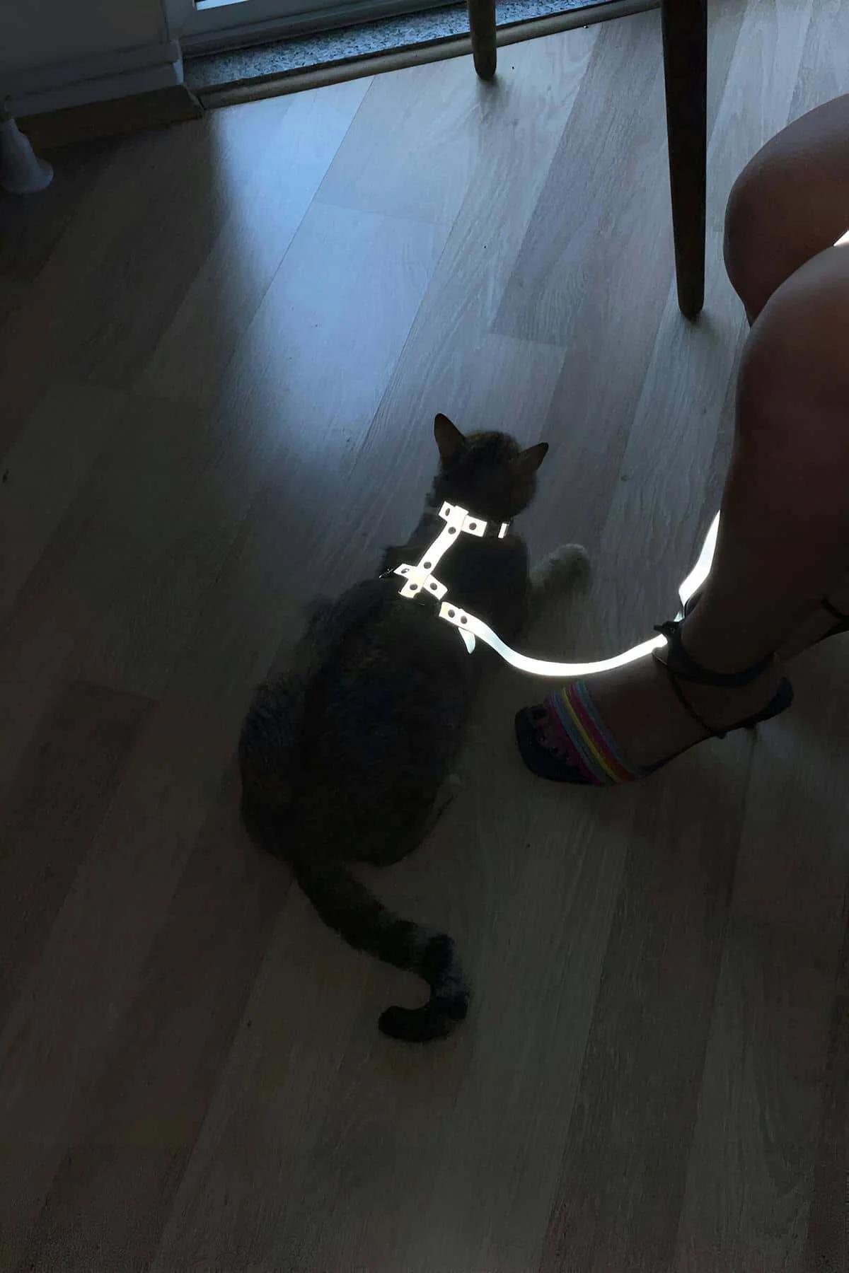 Beyaz reflektörlü kedi harness seti karanlık ortamda gri kediye takılı, tasma ile birlikte parlıyor