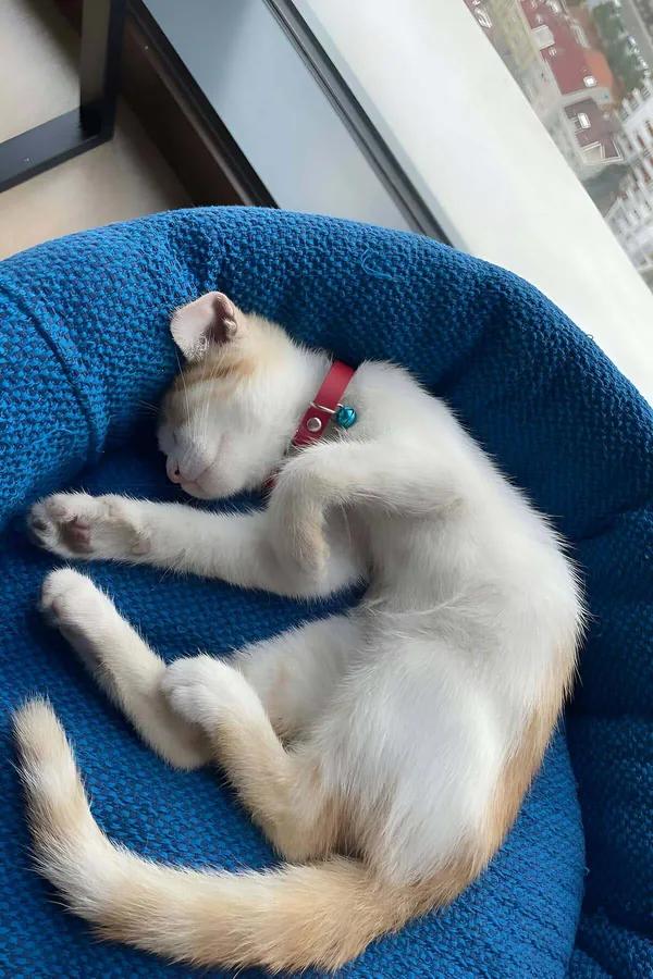 kırmızı suni deri kedi tasması gümüş toka ve küçük teal zil uyuyan beyaz kedi boyun