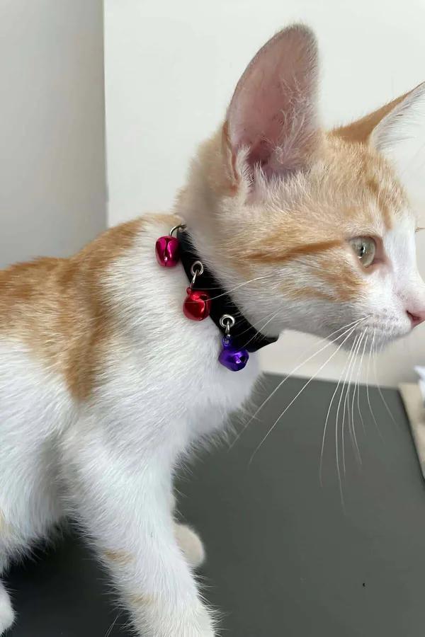 Siyah suni deri kedi tasması pembe turuncu mor 3 renkli metal zil gümüş toka detaylı