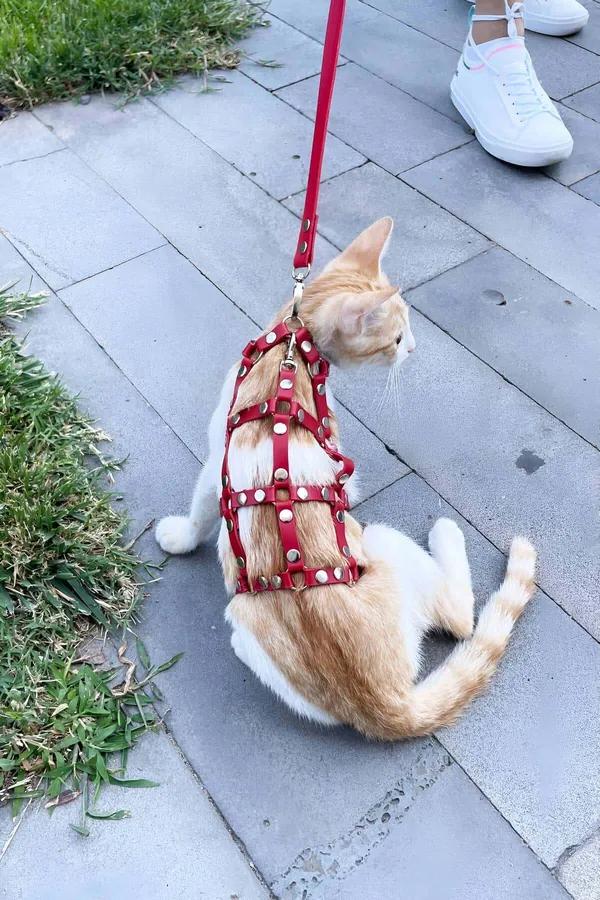 Kırmızı suni deri perçinli full body kedi harness turuncu tekir kedi üzerinde sokak yürüyüşü