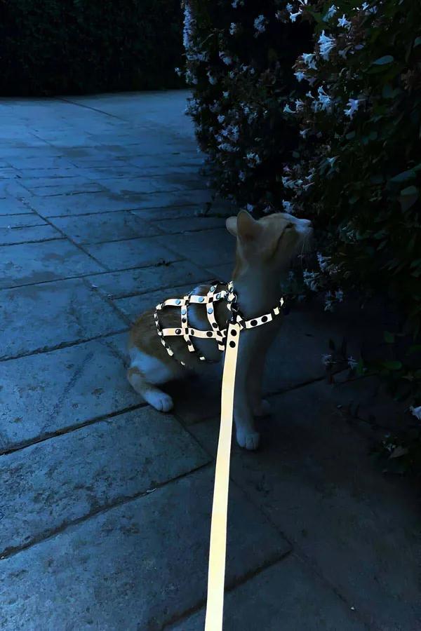 gri suni deri kedi harness gümüş metal perçinli ayarlanabilir yürüyüş tasması