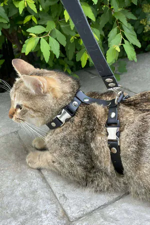 Black Faux Leather Cat Harness with Quick-Release Buckles and Matching Leash