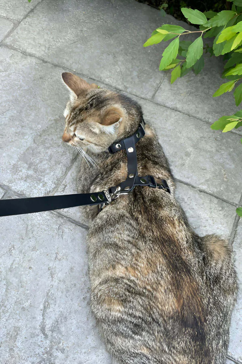 Cat Harness Back View Showing D-Ring Attachment Point Black Faux Leather Adjustable with Quick-Release Buckles on Tabby Cat