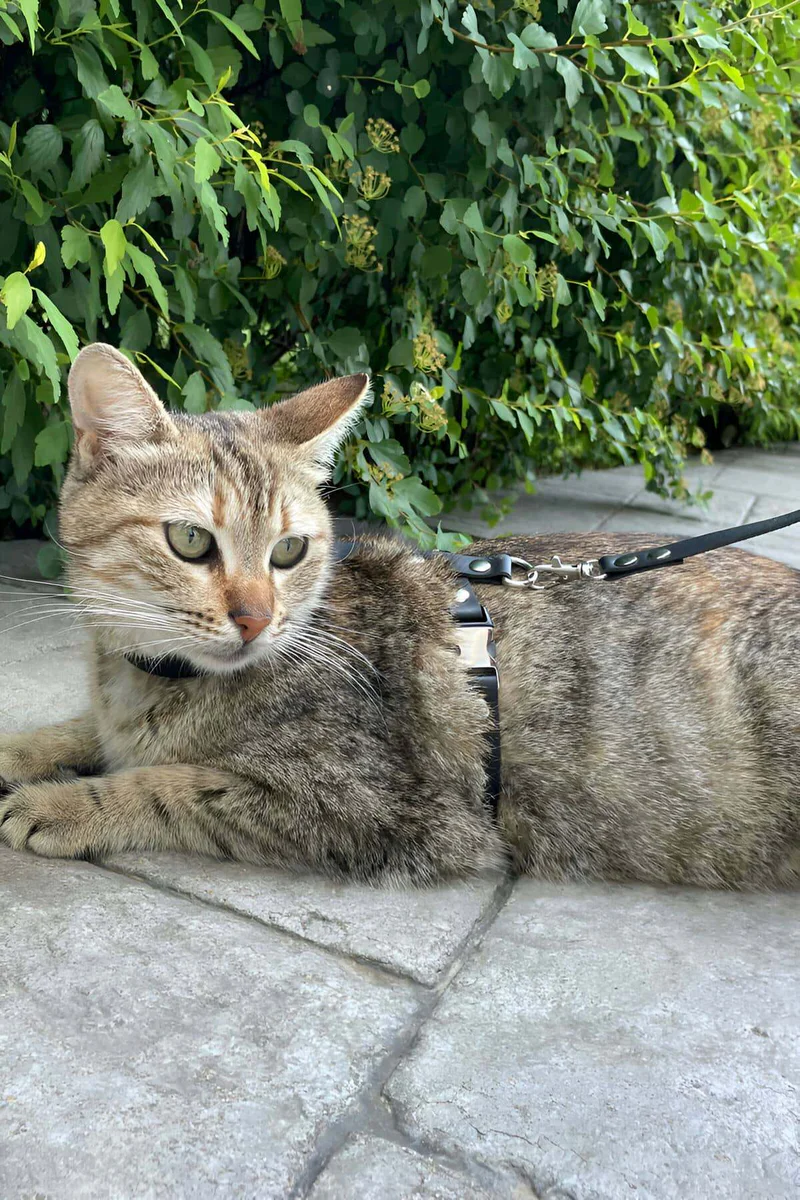 Cat Wearing Black Faux Leather Harness in Garden Setting with Adjustable Straps and Chain Lead Attached