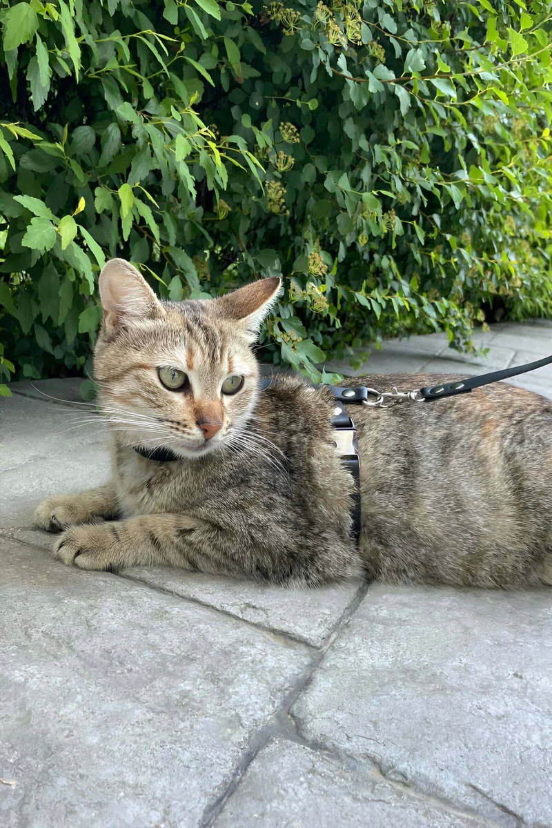 Adjustable black faux leather cat harness festival style with quick-release buckles on tabby cat outdoors