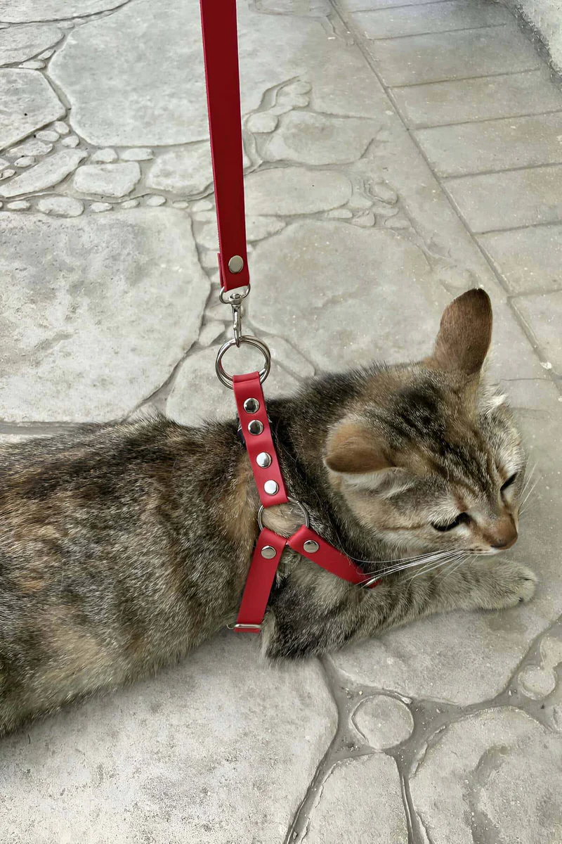Red Faux Leather Cat Harness with O-Ring and Adjustable Straps Worn by Tabby Cat