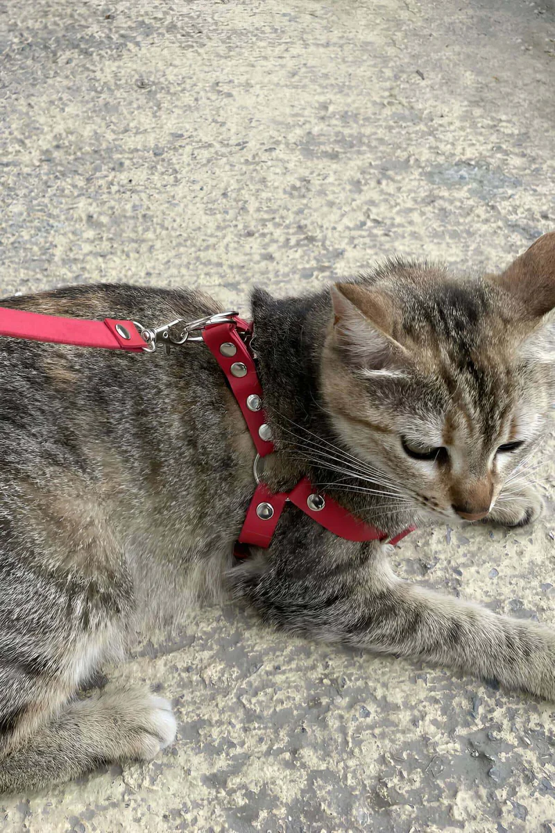 Tabby Cat Wearing Red Harness on Stone Pathway Leash Attached