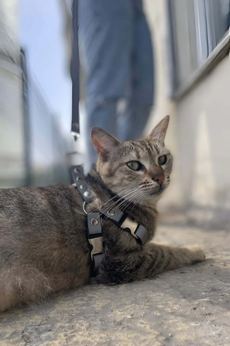 Black Faux Leather Reflective Cat Harness with Dual Safety Buckles and Adjustable Straps