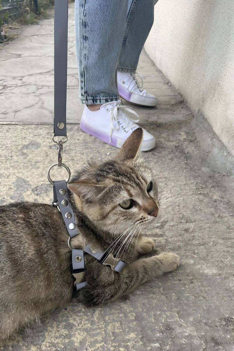 Cat Harness Close-Up Silver Buckle Hardware Detail on Tabby Cat Lying on Concrete Pathway