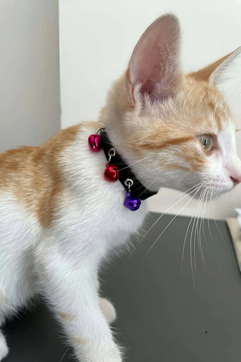 Faux Leather Choker Collar Front View Three Bell Charms Red Purple Pink Festival Cat Accessory