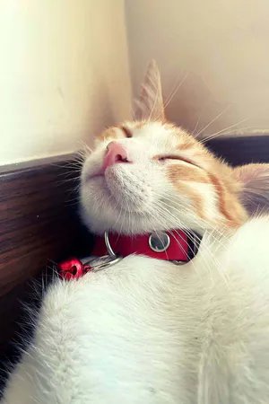 Red Vegan Leather Choker Collar with Silver O-Ring and Bell Worn by Cat