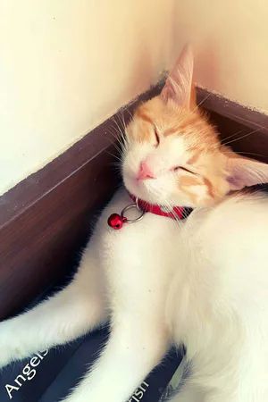 Red Vegan Leather Choker Collar with Silver O-Ring and Bell Worn by Cat