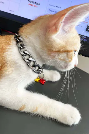 Silver Chunky Curb Chain Choker for Cats with Yellow and Red Mini Bells