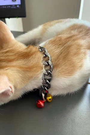 Silver Chunky Curb Chain Choker for Cats with Yellow and Red Mini Bells
