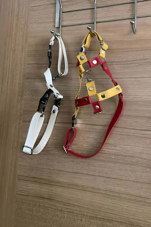 Kırmızı Sarı Deri Kedi Gezdirme Tasması ve Kayışı Turuncu Kedi Üzerinde