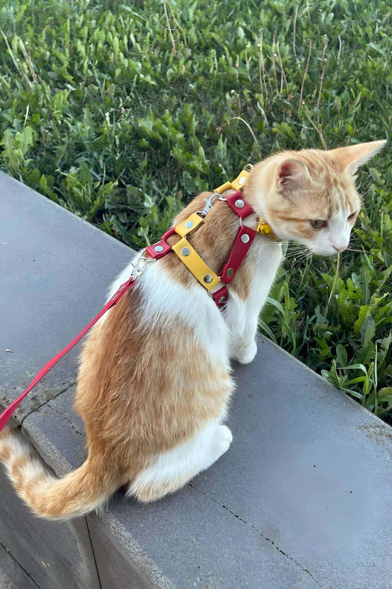 Cat Harness Close-Up Red Faux Leather Stitching and Buckle Hardware