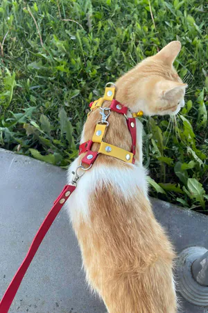 Kırmızı Sarı Deri Kedi Gezdirme Tasması ve Kayışı Turuncu Kedi Üzerinde