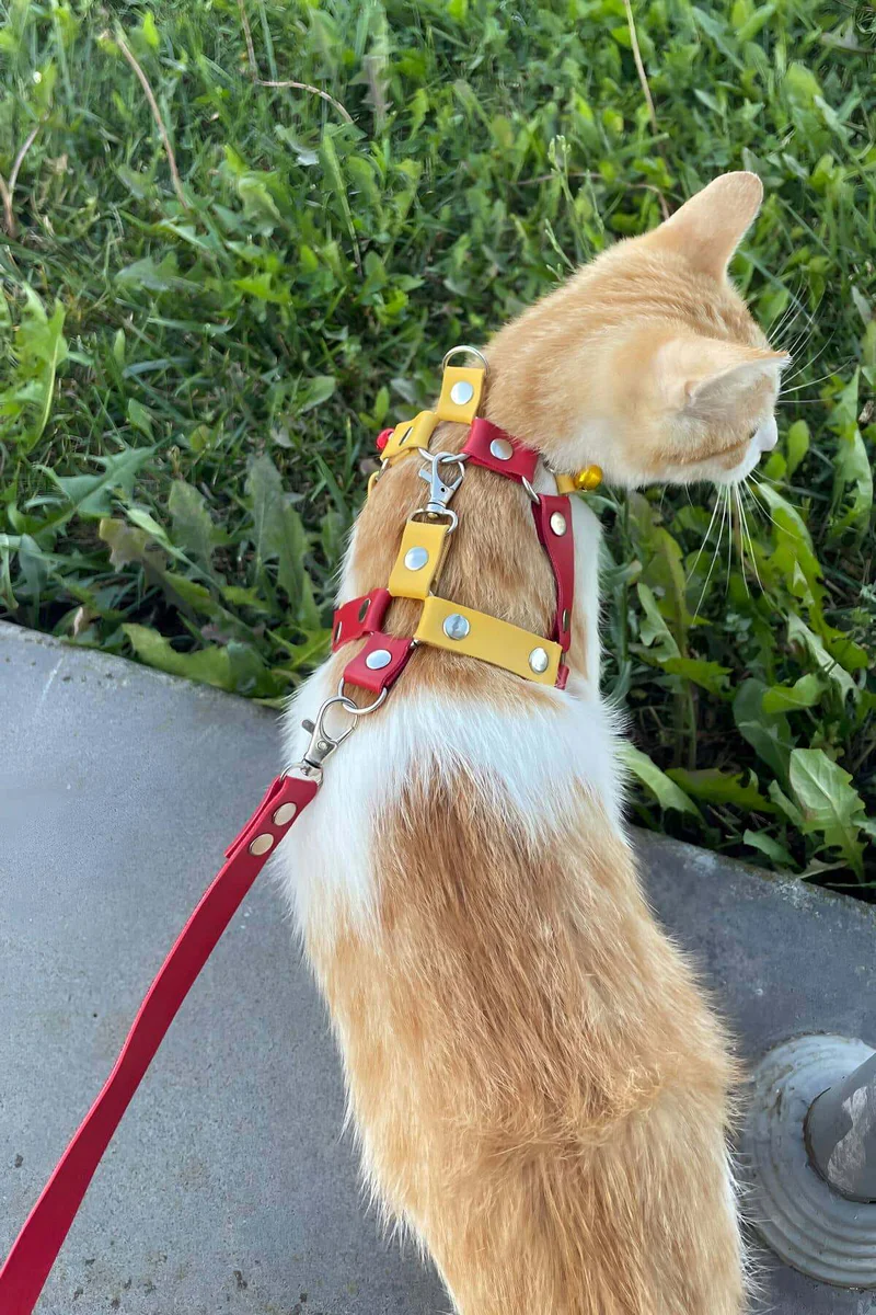 Yellow Section of Cat Harness Front View Metal Ring and Strap Overlap