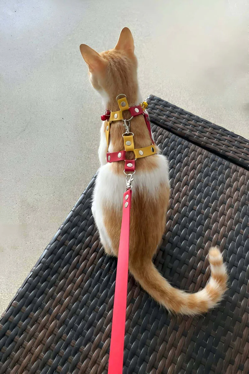 Adjustable chest harness with leash attachment for cats in red and yellow, rear view showing secure fit and attached lead