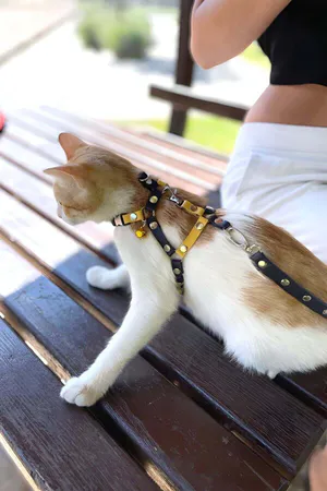 Yellow and Navy Faux Leather Cat Harness with Metal D-Ring and Adjustable Straps