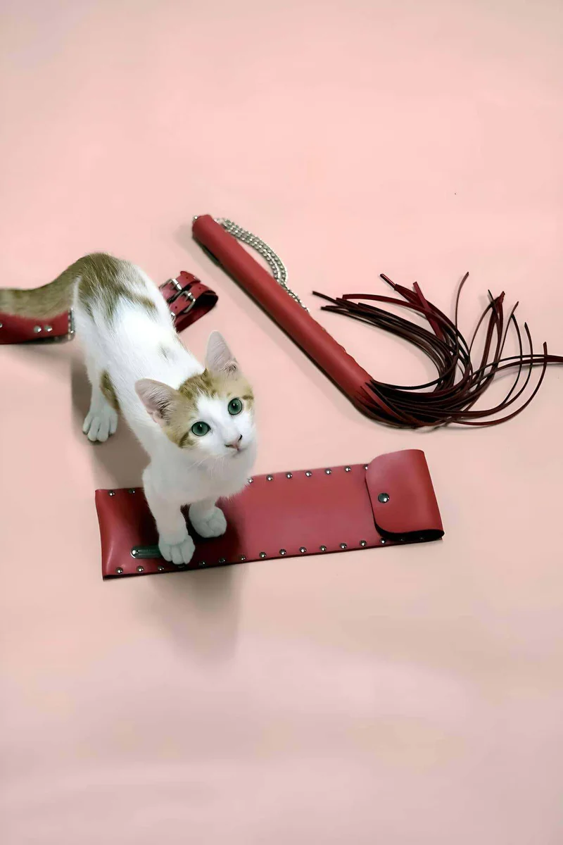 Red Whip and Cuffs Flat Lay with Cat Standing On Case